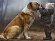 Amore tra i cani e l'uomo
